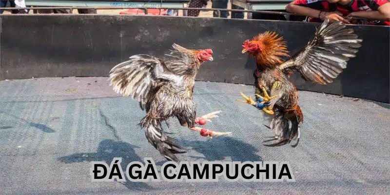 Tìm hiểu thể nào là đá gà Campuchia?