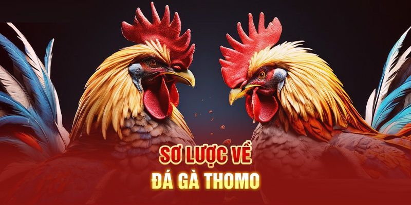 Khám phá khái niệm đá gà mạng thomo